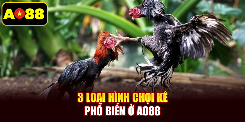 3 loại hình chọi kê phổ biến ở AO88
