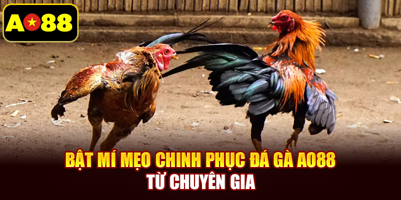 Bật mí mẹo chinh phục đá gà AO88 từ chuyên gia