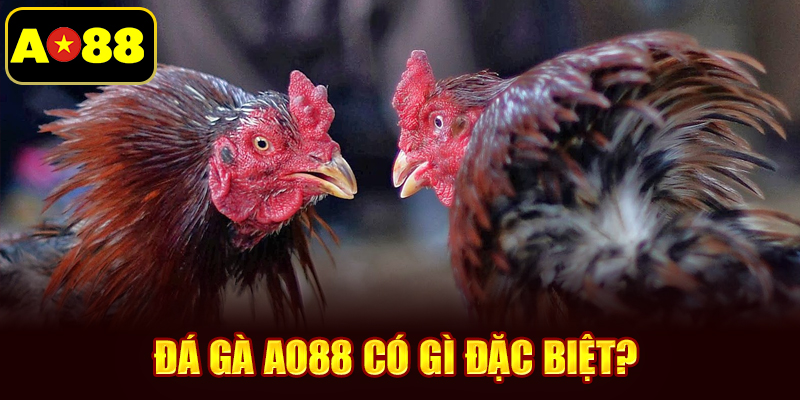 Đá gà AO88 có gì đặc biệt?