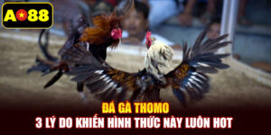Đá Gà Thomo