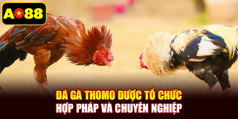 Đá gà Thomo được tổ chức hợp pháp và chuyên nghiệp