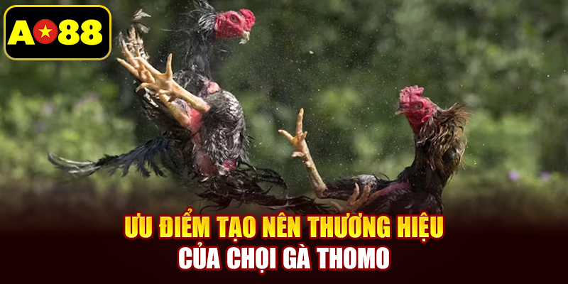 Ưu điểm tạo nên thương hiệu của chọi gà Thomo